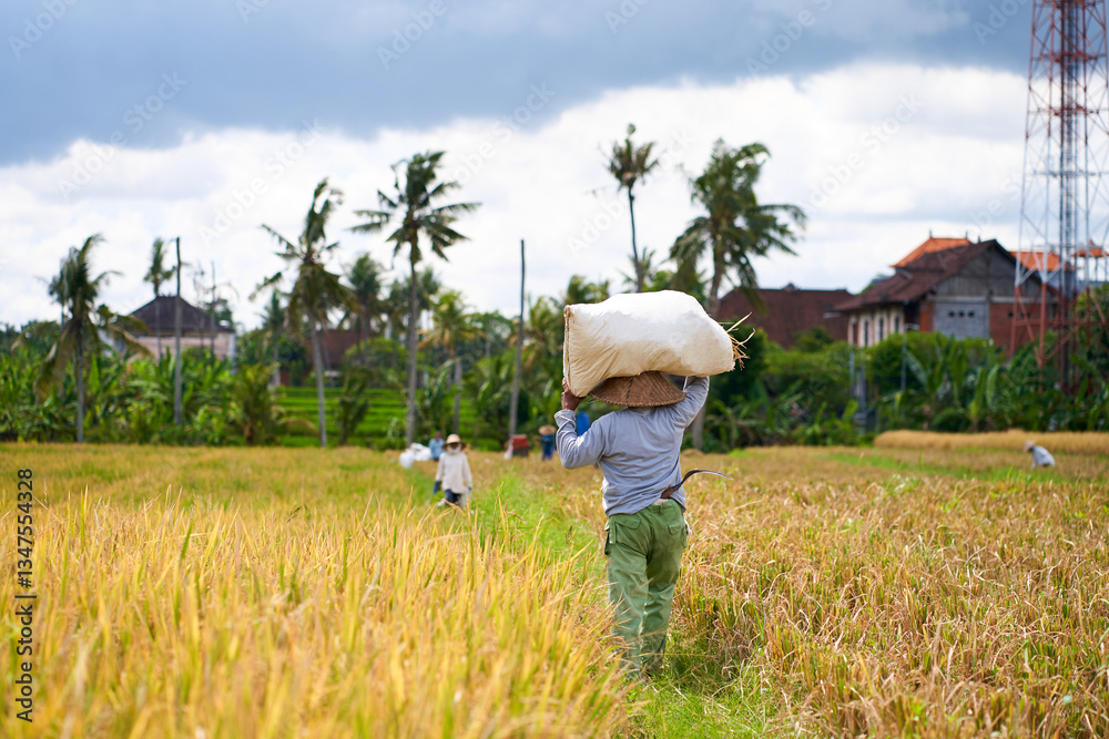 Harvest season in a rice field. An Asian farmer carries a bag of mowed rice on his head.
