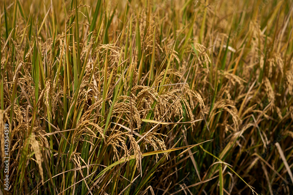 Close-up of ripe rice in a paddy field. Rice plantations on the island of Bali.