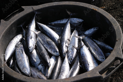 Fresh caught fish in a bucket.