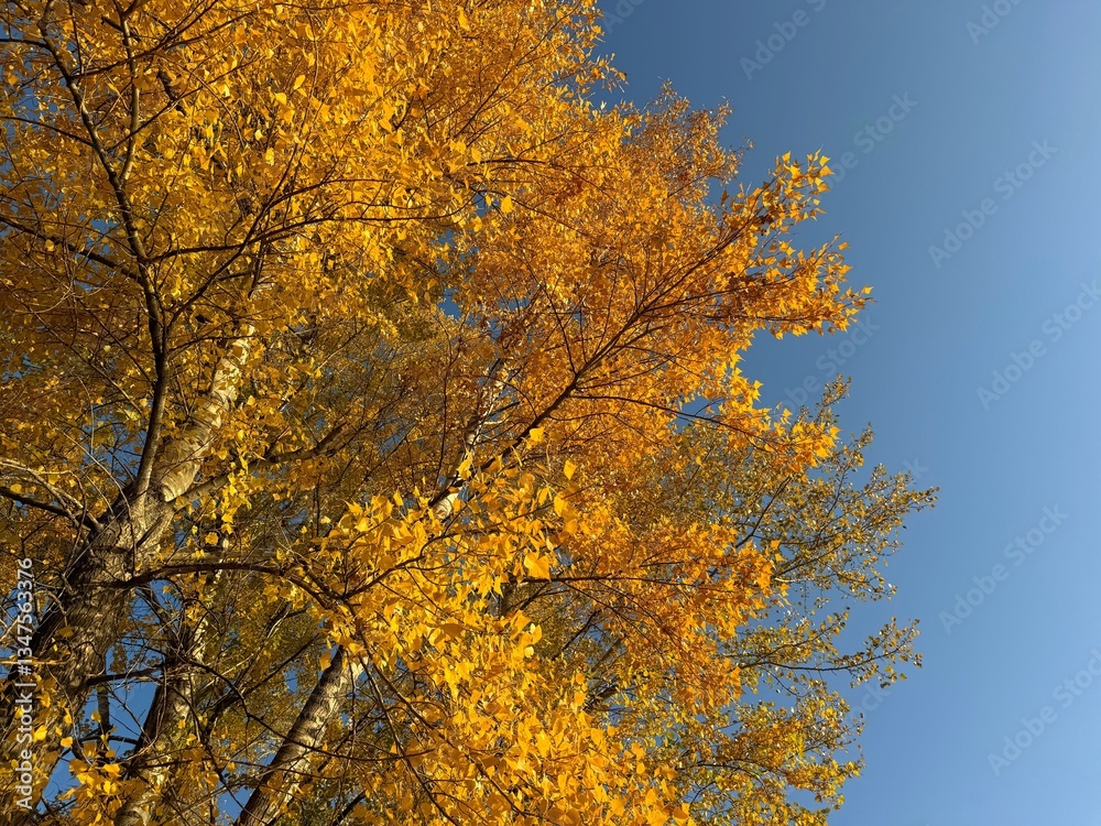 Yellow autumn leaves of trembling aspen tree against sky. Yellow autumn leaves of trembling aspen tree against sky.