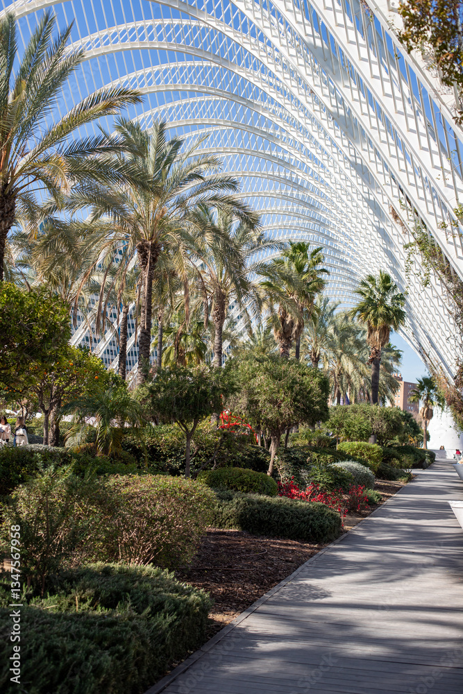 Fototapeta premium palm trees in the park. valencia spain