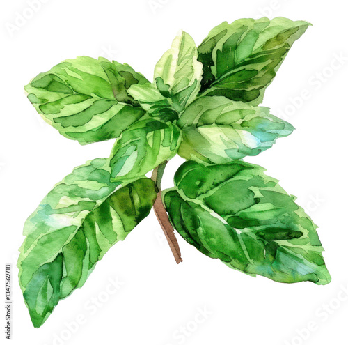 PNG An isolated fresh mint illustration watercolor vibrant.