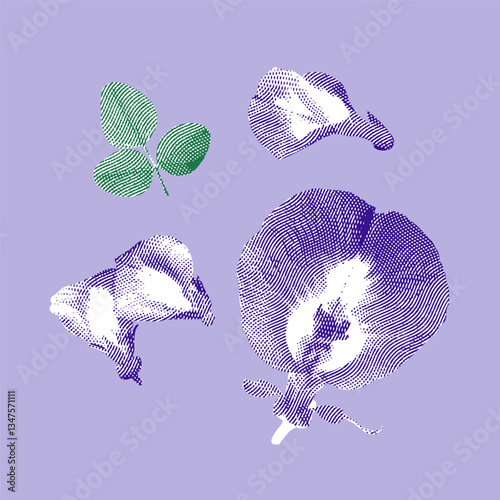 Butterfly pea illustration, halftone vector line drawing on purple background.
