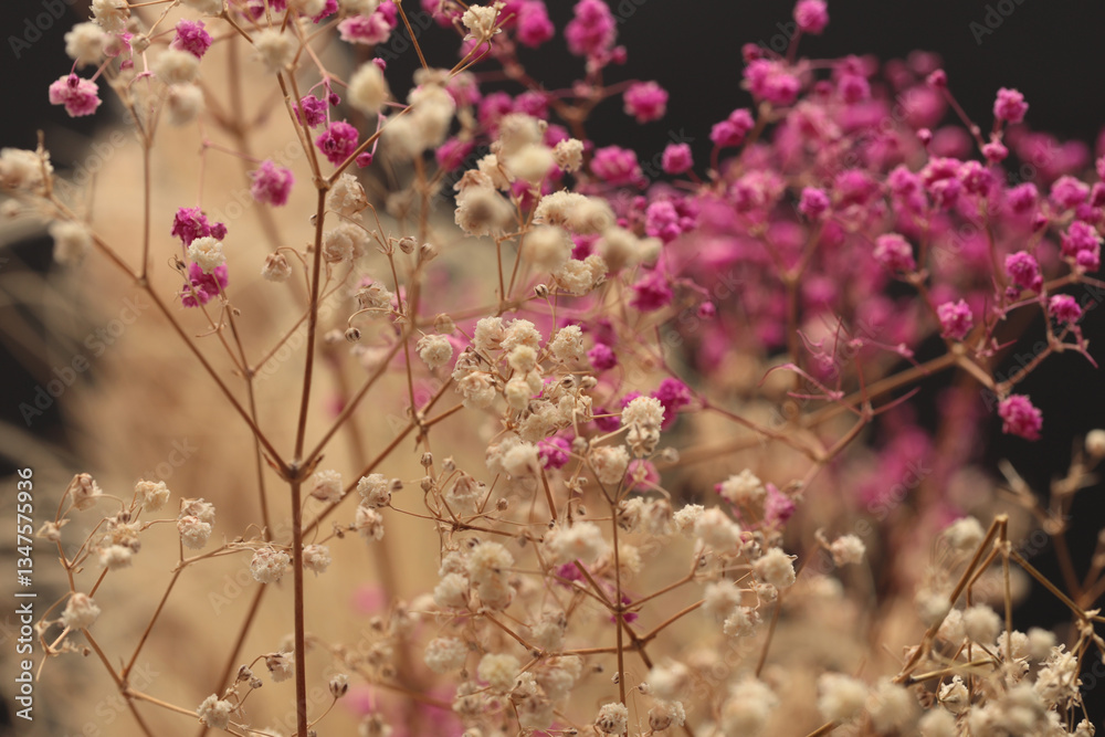 Fototapeta premium Smoke selective soft focus Gypsophila Flower twig. Nature blur light, shadow beige, brown black background.
