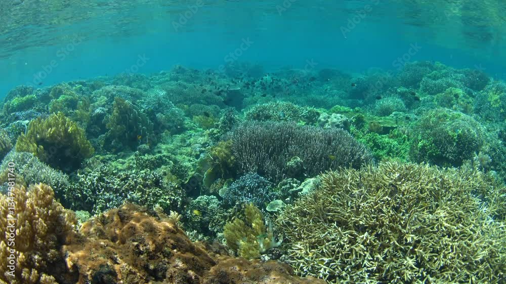 A healthy coral reef grows in extremely shallow water near Olele, North Sulawesi. This area, near Lembeh Strait, lies just above the equator and harbors extraordinary marine biodiversity. A healthy coral reef grows in extremely shallow water near Olele, North Sulawesi. This area, near Lembeh Strait, lies just above the equator and harbors extraordinary marine biodiversity.