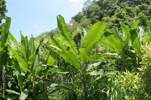 Banana plants in the tropics.