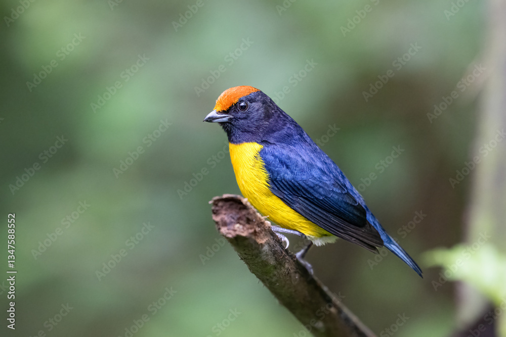 The tawny-capped euphonia, Euphonia anneae is a bird in the family Fringillidae The tawny-capped euphonia, Euphonia anneae is a bird in the family Fringillidae