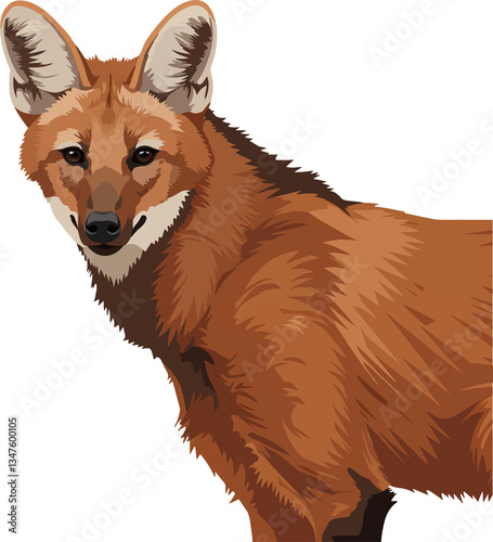 Maned Wolf (Chrysocyon brachyurus) – Vector art of the iconic red wolf of the South American savanna (Cerrado biome)