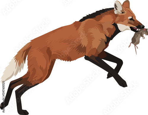 Maned Wolf (Chrysocyon brachyurus) – Vector art of the iconic red wolf of the South American savanna (Cerrado biome)