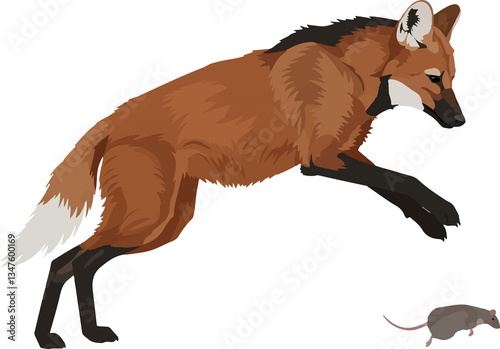 Maned Wolf (Chrysocyon brachyurus) – Vector art of the iconic red wolf of the South American savanna (Cerrado biome)