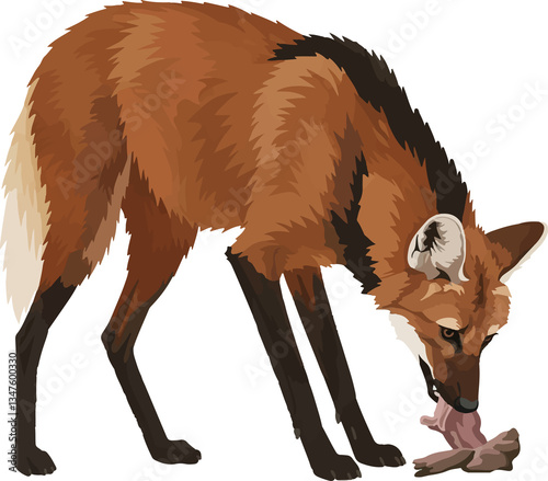 Maned Wolf (Chrysocyon brachyurus) – Vector art of the iconic red wolf of the South American savanna (Cerrado biome)