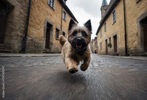 Fototapeta Naklejka Na Ścianę i Meble -  Cairn terrier dog running outdoors on the streets of an old city, small doggy playing around in the pavement on the road