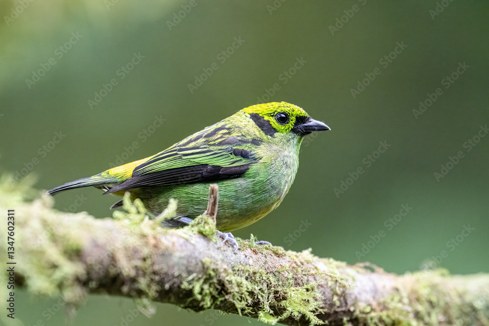 The emerald tanager, Tangara florida, is a species of bird in family Thraupidae The emerald tanager, Tangara florida, is a species of bird in family Thraupidae
