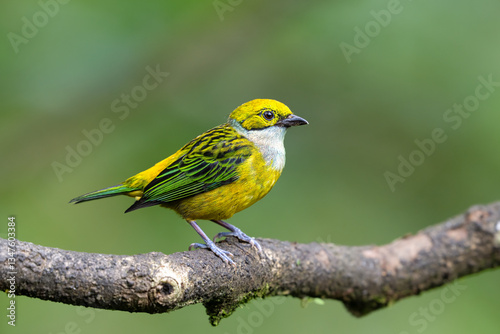 Tangara icterocephala, The silver throated tanager is species of passerine bird