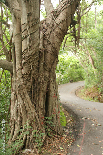 Old tree wrapped in vines.