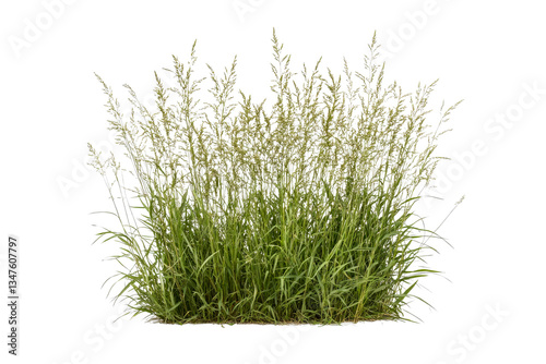 Decorative ornamental grass patch on black, cut out transparent