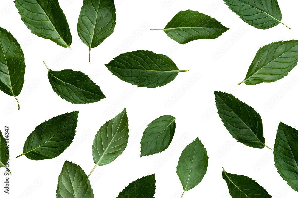 Green Leaf Pattern Isolated, Natural Botanical Design, cut out transparent
Green Leaf Pattern Isolated, Natural Botanical Design, cut out transparent