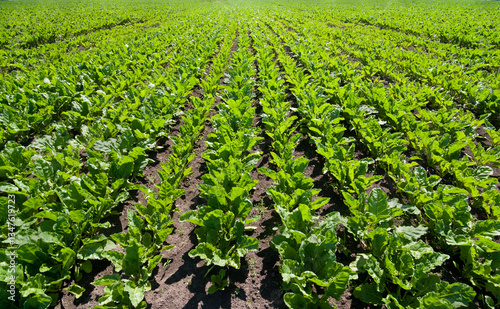 Fresh, green leaves of sugar beets, field in rows stretching to the horizon u...
