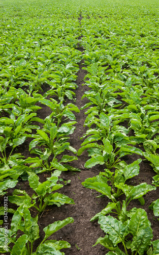 Rows of fresh, green leaves of sugar beets top view