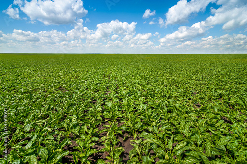 sugar beet leaves on endless field under a blue sky with clouds