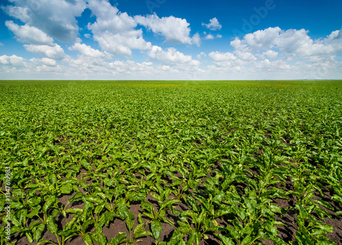 Endless field of green sugar beet leaves under a blue sky with clouds