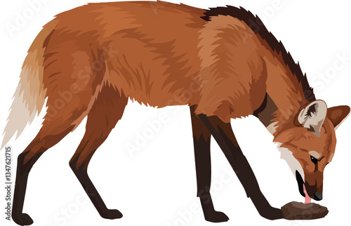 Maned Wolf (Chrysocyon brachyurus) – Vector art of the iconic red wolf of the South American savanna (Cerrado biome)