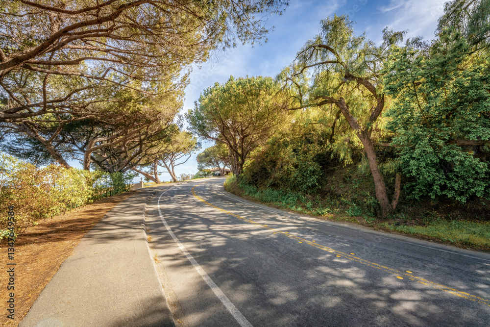 Tree lined countryside road rich with greenery and landscape during a beautiful Springtime day