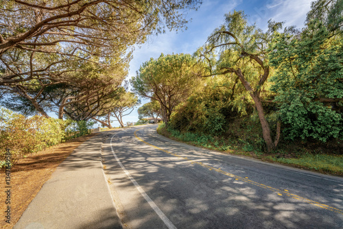 Tree lined countryside road rich with greenery and landscape during a beautiful Springtime day