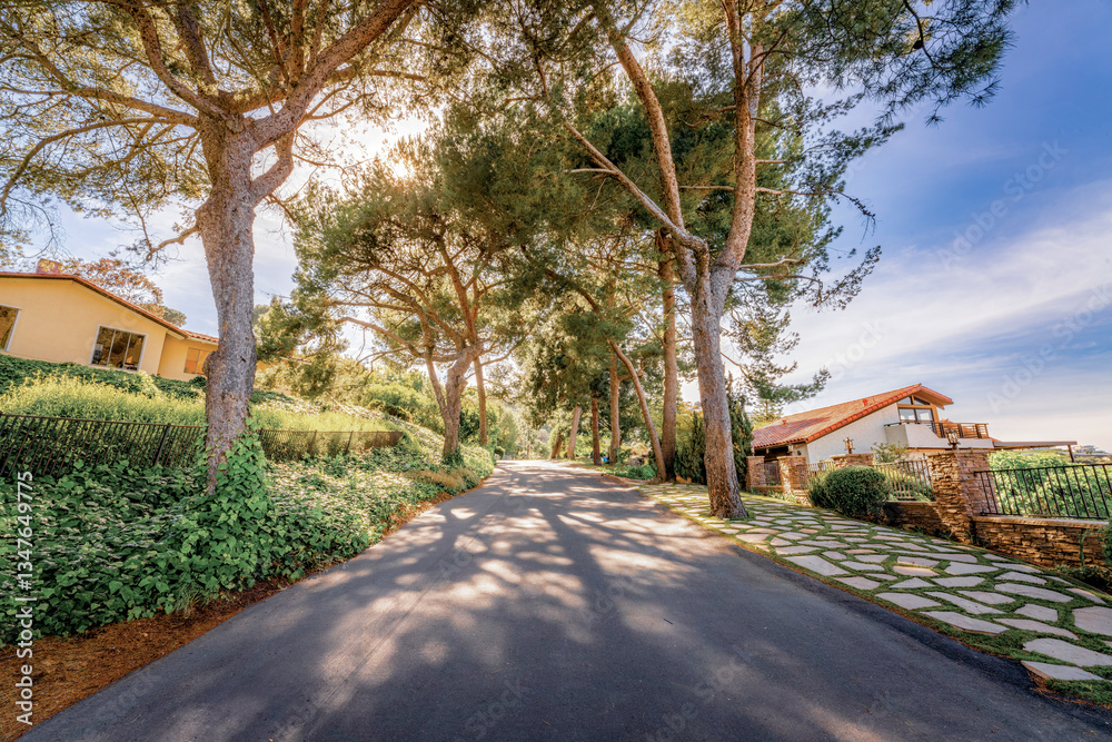 Tree lined countryside road rich with greenery and landscape during a beautiful Springtime day