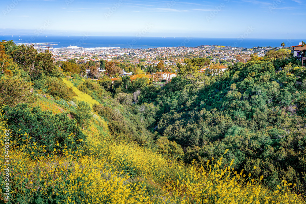 Canyon full of greenery and yellow flowers lined with beautiful spacious homes overlooking the city of San Pedro and the Port of Los Angeles