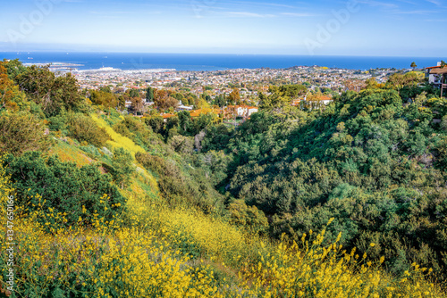 Canyon full of greenery and yellow flowers lined with beautiful spacious homes overlooking the city of San Pedro and the Port of Los Angeles