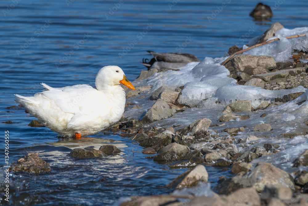 Obraz premium Pekin duck stands in shallow water by an ice-covered shore.