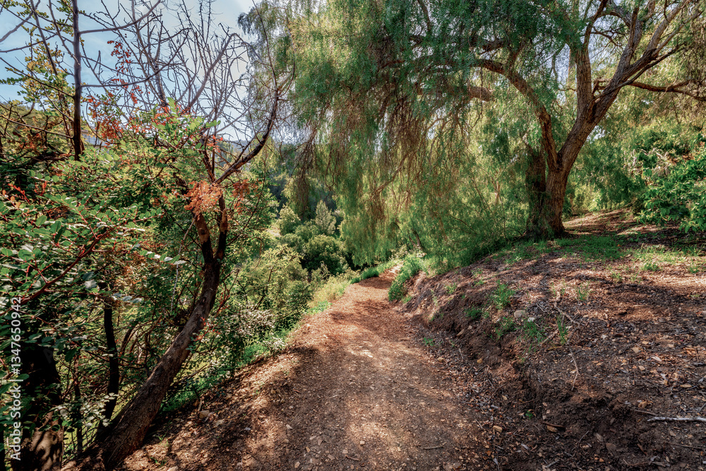 Countryside trail lined with rich greenery and tall trees on a sunny Springtime day