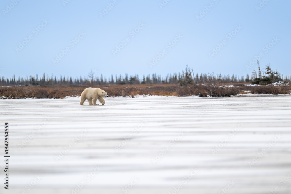 Polar bear walking on a frozen lake