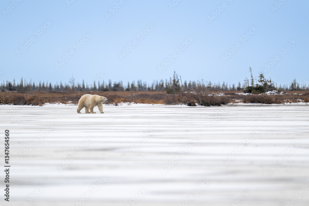 Polar bear walking on a frozen lake
