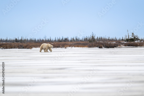 Obraz na płótnie Polar bear walking on a frozen lake w salonie