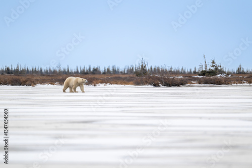 Obraz na płótnie Polar bear walking on a frozen lake w salonie