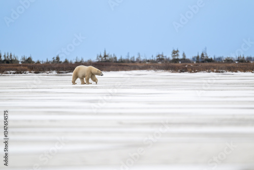 Obraz na płótnie Polar bear walking on a frozen lake w salonie