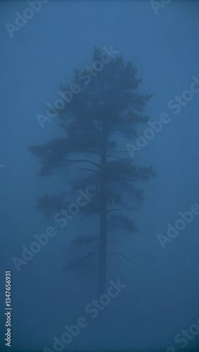 Dlonely tree silhouette a misty background cal