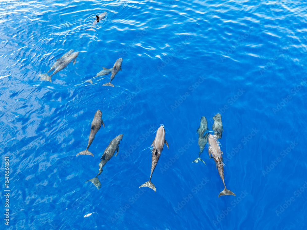 Φωτογραφία Melon-headed whales, Peponocephala electra, swim at the surface of the Gulf of Tomini on the east coast of Sulawesi, Indonesia