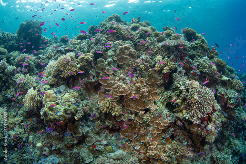 Fototapeta Naklejka Na Ścianę i Meble -  Fish and corals thrive along a dramatic coral reef drop off in Central Sulawesi. This area, near the Togian Islands, lies just below the equator and harbors extraordinary marine biodiversity.