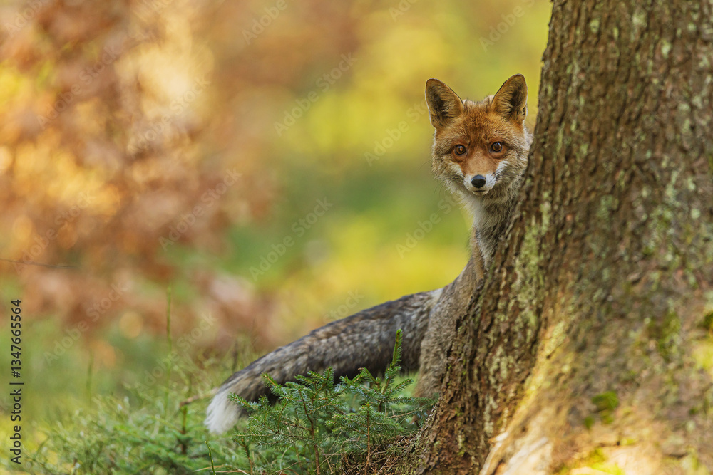 Obraz premium male red fox (Vulpes vulpes) peering curiously from behind a tree