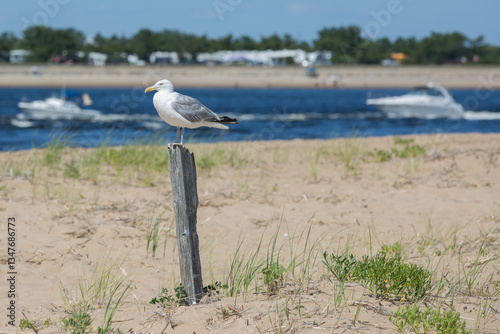 seagull sitting on a post at the beach with sand and water in the background 