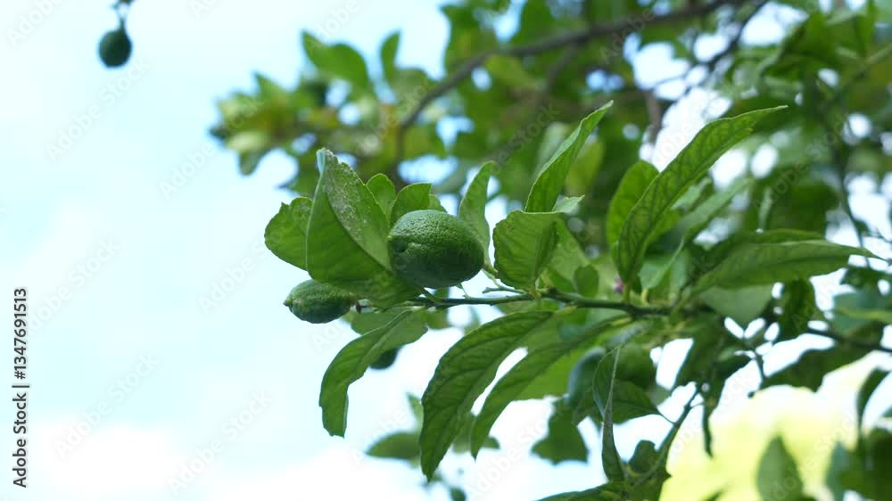 A vibrant green lemon hangs fresh on a tree branch on a sunny day. Perfect for promoting healthy eating, natural products, summer vibes, or eco-friendly projects A vibrant green lemon hangs fresh on a tree branch on a sunny day. Perfect for promoting healthy eating, natural products, summer vibes, or eco-friendly projects
