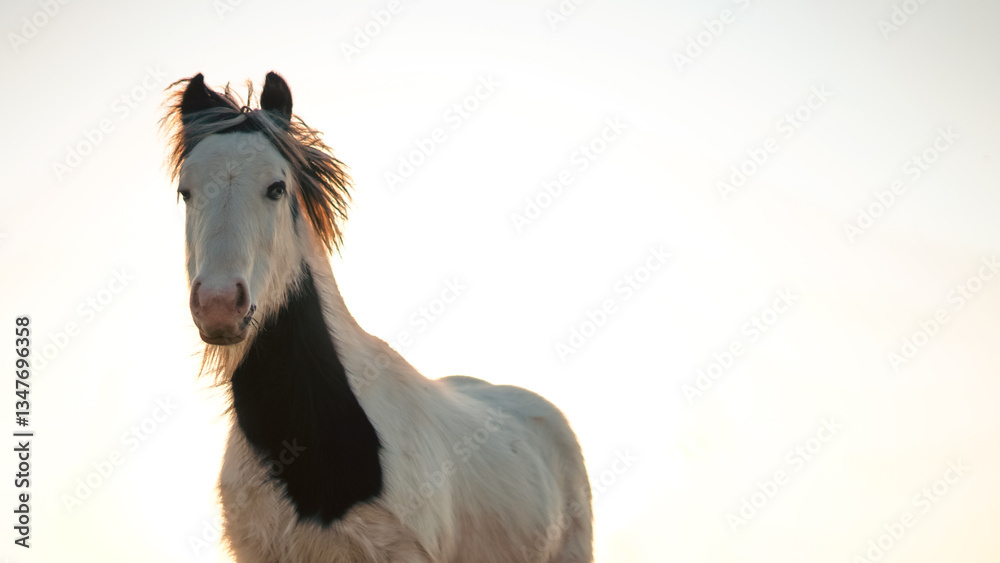 Fototapeta premium A horse's silhouette against a golden sunset, symbolizing emotional connection.