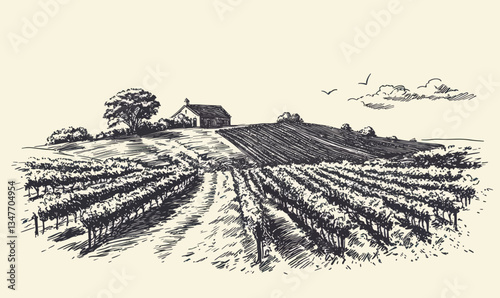 Vintage Hand-Drawn Vineyard Landscape Illustration in Engraving Style with Rolling Hills and Rustic Farmhouse