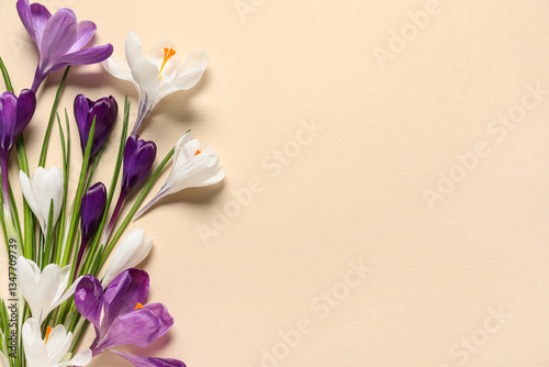 Beautiful crocus flowers on beige background