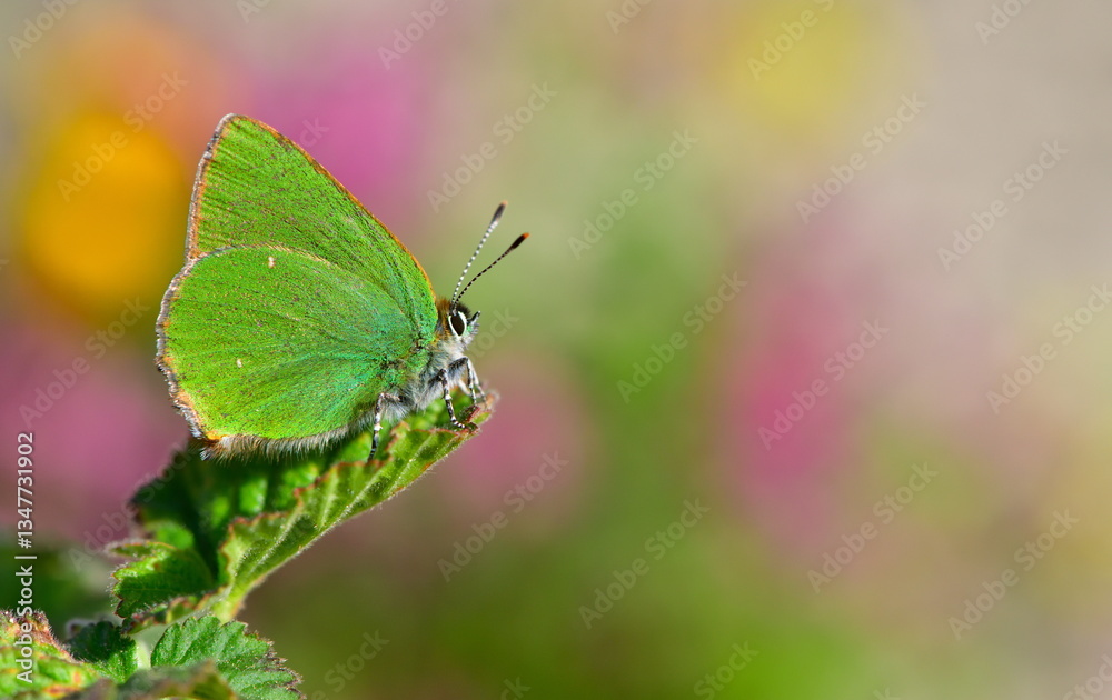 Obraz premium Callophrys rubi 1290