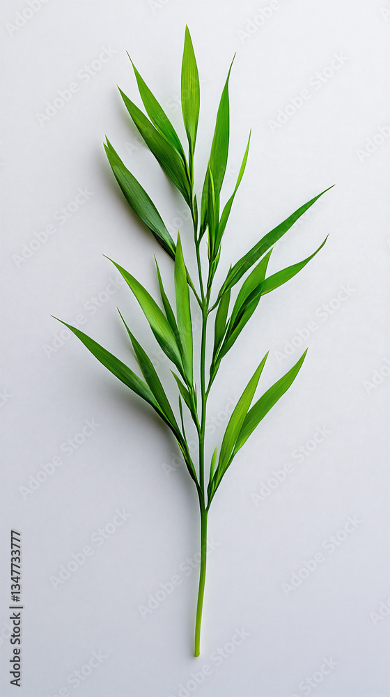 Fototapeta premium a hakonechloa isolated on a white background,