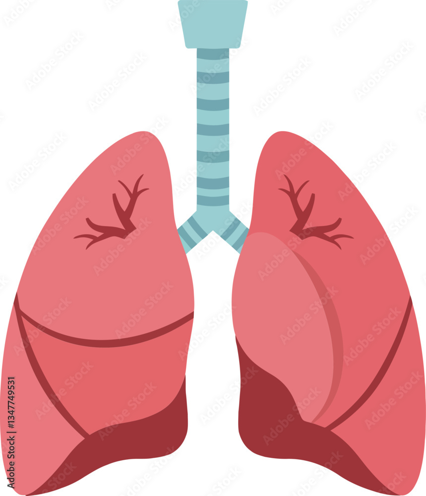 Anatomically accurate representation of human lungs in vibrant colors with a flat design style showcasing detailed structures in vector illustration Anatomically accurate representation of human lungs in vibrant colors with a flat design style showcasing detailed structures in vector illustration